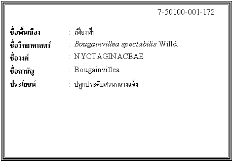 กล่องข้อความ: 7-50100-001-172 ชื่อพื้นเมือง : เฟื่องฟ้า ชื่อวิทยาศาสตร์ : Bougainvillea spectabilis Willd. ชื่อวงศ์ : NYCTAGINACEAE ชื่อสามัญ : Bougainvillea ประโยชน์ : ปลูกประดับสวนกลางแจ้ง